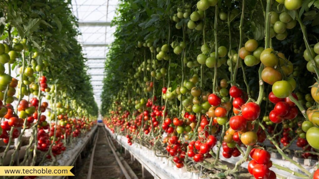 Vertical Farming and Hydroponics