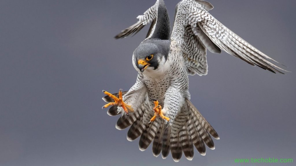 Best Security Software for Securing Your Remote Workforce in 2025 3 Crowd Strike Falcon
